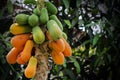 Rotten papaya fruit on the tree.