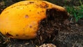 Rotten papaya in the ground