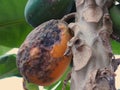 Rotten papaya on tree.