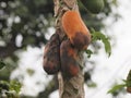 Rotten Papayas are still hanging on the tree