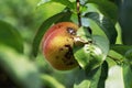 The rotten peach Royalty Free Stock Photo