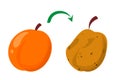 Rotten peach and fresh fruit vector isolated. Food waste