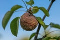 Rotten pear on branch of the fruit tree, Monilia laxa infestation plant disease