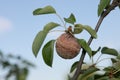 Rotten pear on branch of the fruit tree, Monilia laxa infestation plant disease