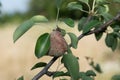 Rotten pear on branch of the fruit tree, Monilia laxa infestation plant disease