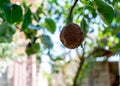 Rotten pear on a branch. Rotten pears on a tree close up