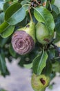 Rotten Pear on the fruit tree, Monilia laxa Monilinia laxa infestation, plant disease. The lost harvest of pears on the tree.