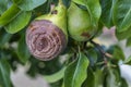 Rotten Pear on the fruit tree, Monilia laxa Monilinia laxa infestation, plant disease. The lost harvest of pears on the tree.