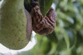 Rotten Pear on the fruit tree, Monilia laxa Monilinia laxa infestation, plant disease. The lost harvest of pears on the tree.