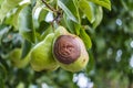 Rotten Pear on the fruit tree, Monilia laxa - Monilinia laxainfestation, plant disease. The lost harvest of pears on the tree.