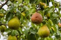 Rotten Pear on the fruit tree, Monilia laxa - Monilinia laxainfestation, plant disease. Fruit plant disease.