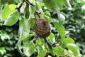 Rotten pear on a tree branch. The spoiled fruit