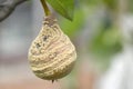 Rotten pear tree. Side view. High resolution photo. Selective focus Royalty Free Stock Photo