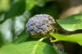Rotten plum on the fruit tree, Monilia laxa infestation plant disease