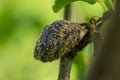 Rotten plum on the fruit tree, Monilia laxa infestation plant disease