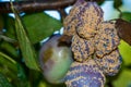 Rotten plum fruits on the tree close up macro