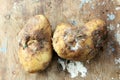 Rotten potato Royalty Free Stock Photo