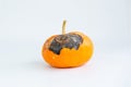 A rotten pumpkin isolated on a light background Royalty Free Stock Photo