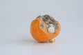 A rotten pumpkin isolated on a light background Royalty Free Stock Photo