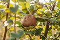 Rotten quince apple on the fruit tree, Monilia laxa infestation plant disease