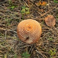 Rotten quince apple on the ground, Monilia laxa infestation plant disease