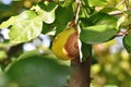 Rotten quince Cydonia oblonga