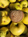 Rotten quince make damage on fruit - fungus Monilia laxa infestation plant disease