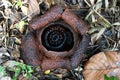 Rotten Rafflesia tropical giant also know as corpse flower