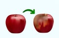 Rotten red apple, fresh red apple, closeup drawing