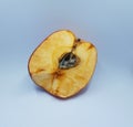 Rotten red apple with mold on white background Royalty Free Stock Photo