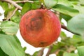 Rotten red apple hanging on a branch.Anthracnose and Moniliosis Royalty Free Stock Photo