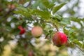 rotten red apple hanging on a tree branch Royalty Free Stock Photo