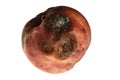 Rotten red apple