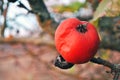 Rotten red apple on tree, close up detail, soft blurry gray background