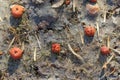 Rotten red apples, dead and new grass and dried winged seeds lying on the ground covered with thin layer of dried mud Royalty Free Stock Photo