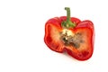 Rotten red bell peppers on white background. Royalty Free Stock Photo
