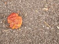 Rotten red coloured apple on stones