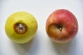 Rotten red and green apple on a white background Royalty Free Stock Photo