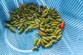 Rotten red and green chili in blue plastic basket Royalty Free Stock Photo