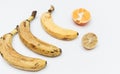 Rotten ripe bananas, half bad orange and lemon. Excessive consumption, wasting money concept