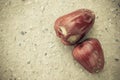 Rotten rose apple on grunge background Royalty Free Stock Photo