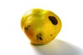 a rotten snow pear on white background Royalty Free Stock Photo