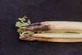 Rotten spoiled celery on dark background