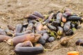 Rotten spoiled eggplant vegetables lie on the field. poor harvest concept. production waste, plant disease. agriculture, farming. Royalty Free Stock Photo