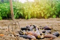 Rotten spoiled eggplant vegetables lie on the field. poor harvest concept. production waste, plant disease. agriculture, farming. Royalty Free Stock Photo