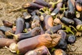 Rotten spoiled eggplant vegetables lie on the field. poor harvest concept. production waste, plant disease. agriculture, farming. Royalty Free Stock Photo