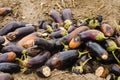 Rotten spoiled eggplant vegetables lie on the field. poor harvest concept. production waste, plant disease. agriculture, farming. Royalty Free Stock Photo