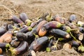 Rotten spoiled eggplant vegetables lie on the field. poor harvest concept. production waste, plant disease. agriculture, farming. Royalty Free Stock Photo