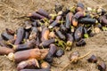 Rotten spoiled eggplant vegetables lie on the field. poor harvest concept. production waste, plant disease. agriculture, farming. Royalty Free Stock Photo