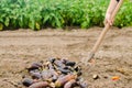 Rotten spoiled eggplant vegetables lie on the field. poor harvest concept. production waste, plant disease. agriculture, farming. Royalty Free Stock Photo